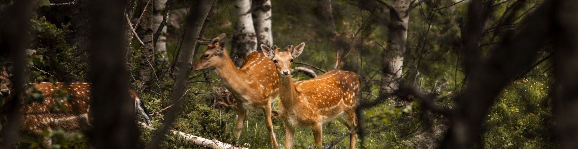 What is the Forestry Grant Scheme in Scotland?