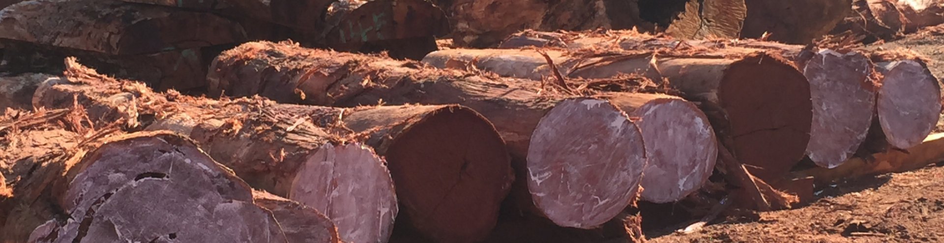 Jarrah Logs