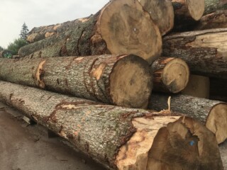 Larch Logs