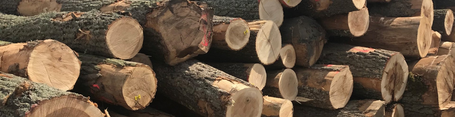Large Oaks