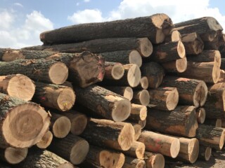 Oak Logs