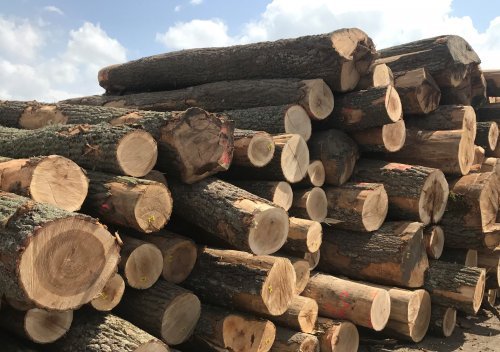 Large Oak Logs