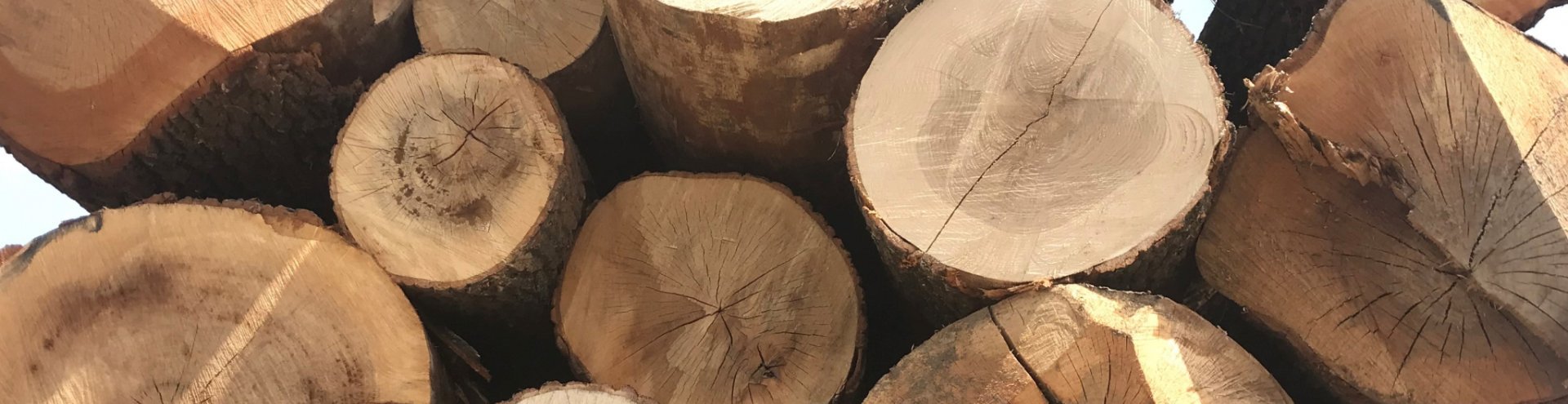 Oak Logs