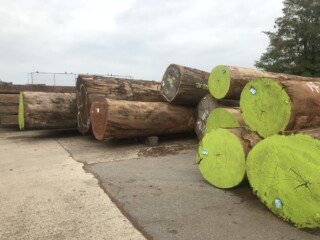 Opepe logs