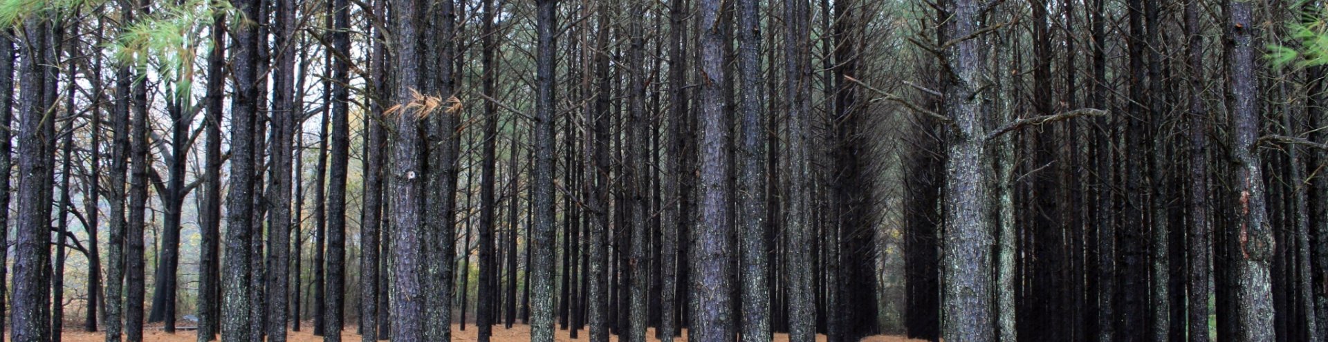 Tree Banner