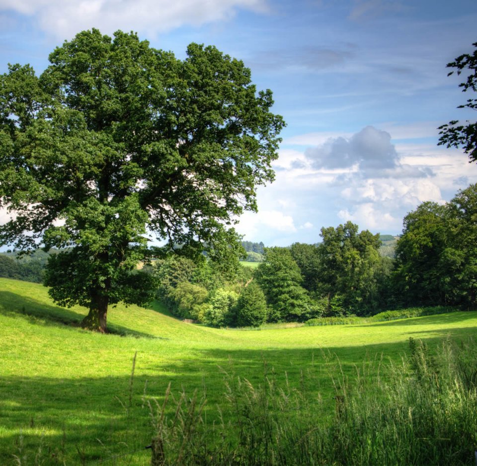 Environmental Commitment Trees & Field