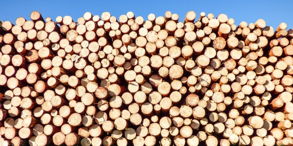 Timber Supply