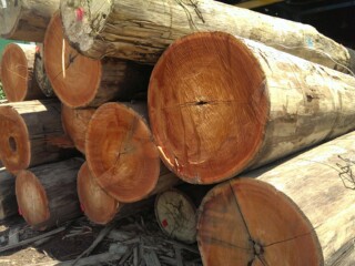 Balau Logs