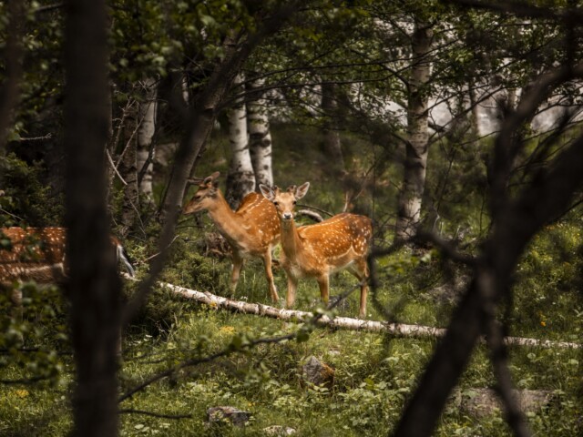 Deer in a mountain forest