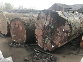 Hardwood Logs