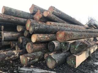 Balau Logs