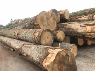 Douglas Fir Logs
