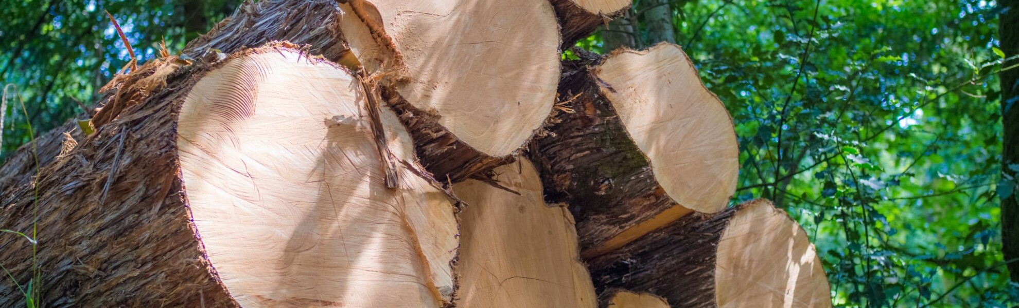 Piled timber logs in a forest