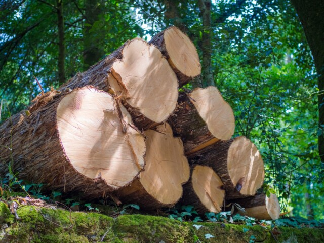 Piled timber logs in a forest