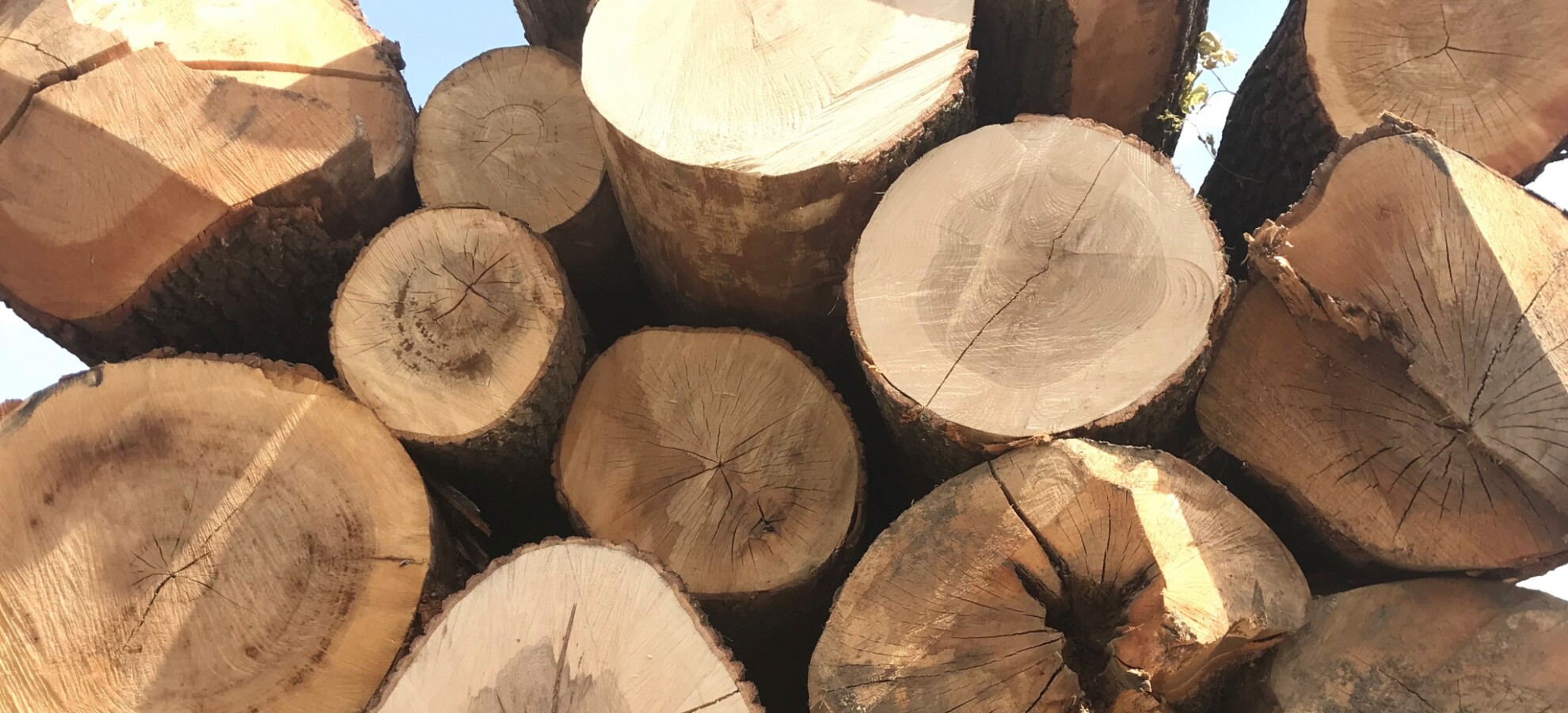 Oak Logs