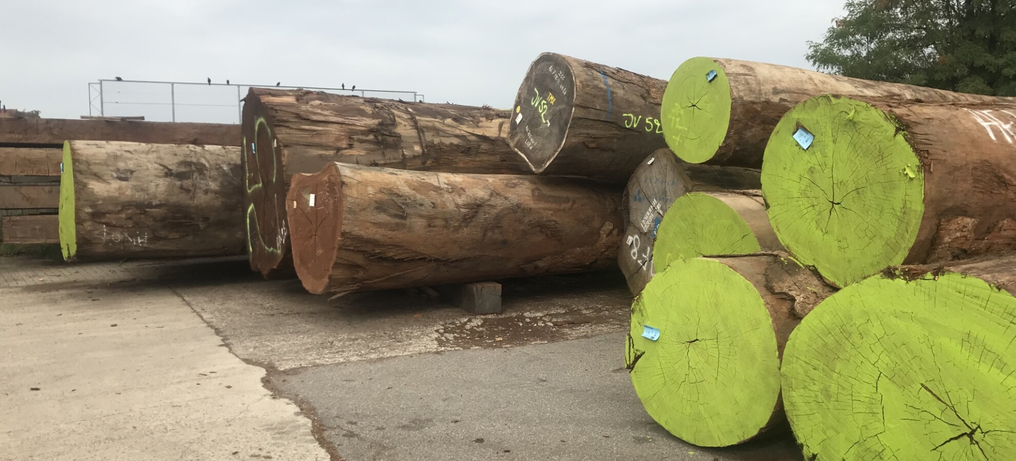 Opepe Logs