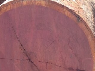 purpleheart log