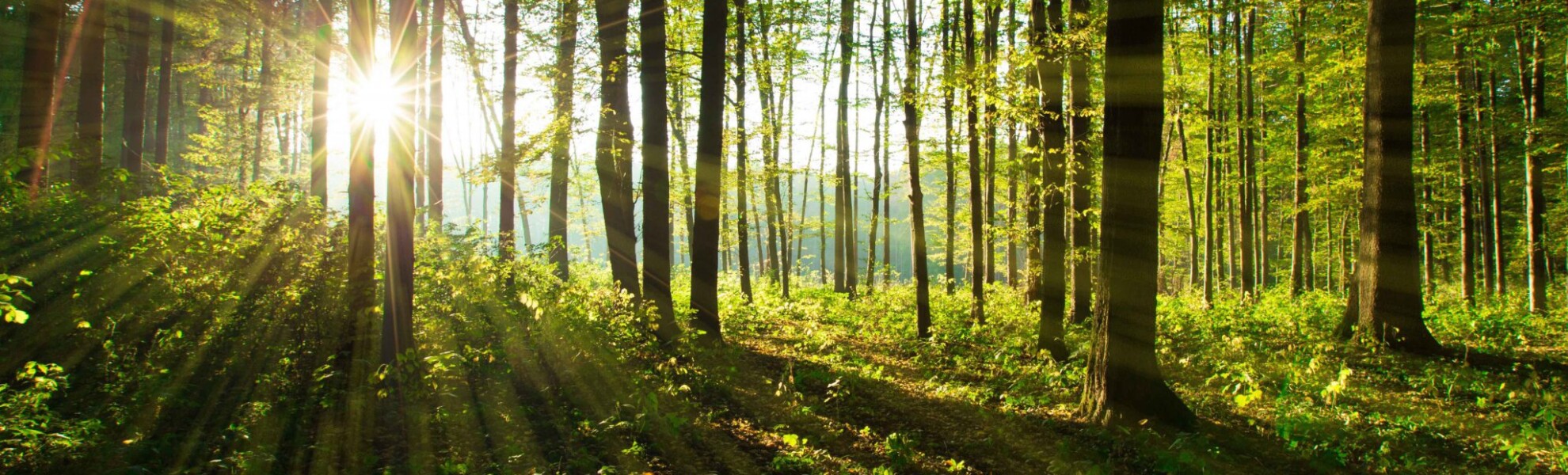 A sunny Forest