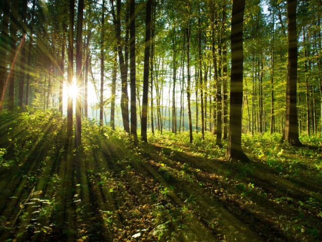 A sunny Forest