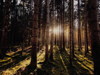 Sun shining through forest